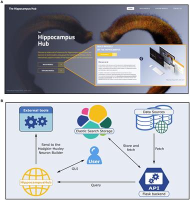 Online interoperable resources for building hippocampal neuron models via the Hippocampus Hub