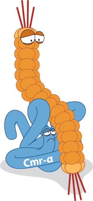 Sabotage of CRISPR–Cas