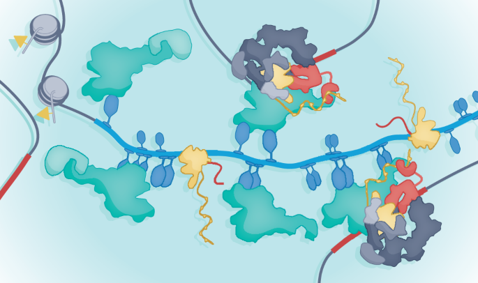 The nuance in DNA and transcription factor interactions