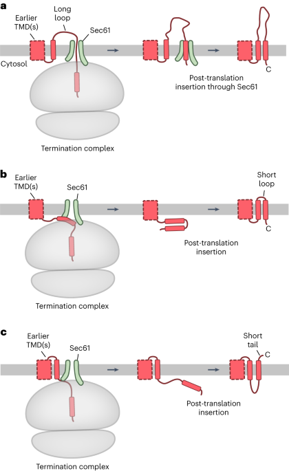 EMC rectifies the topology of multipass membrane proteins