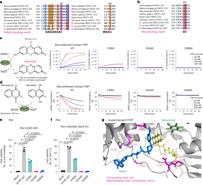 Integrated chemical and genetic screens unveil FSP1 mechanisms of ferroptosis regulation