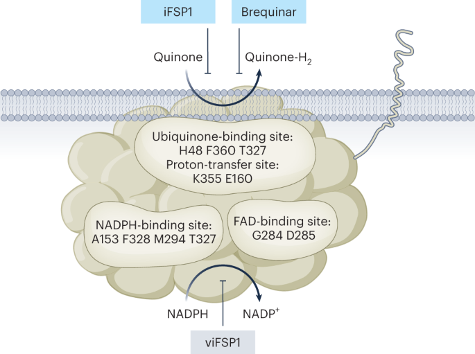 FSP1 inhibition: pick your pocket