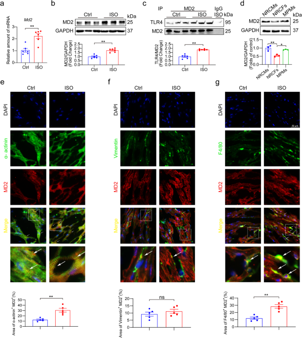 Isoproterenol induces MD2 activation by β-AR-cAMP-PKA-ROS signalling axis in cardiomyocytes and macrophages drives inflammatory heart failure