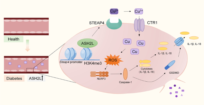 ASH2L upregulation contributes to diabetic endothelial dysfunction in mice through STEAP4-mediated copper uptake