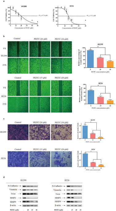 Phenethyl isothiocyanate inhibits metastasis potential of non-small cell lung cancer cells through FTO mediated TLE1 m6A modification