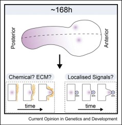 Modifying gastruloids to dissect mechanisms of tissue-specific induction