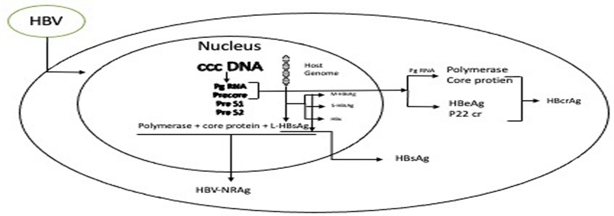 Interpreting Serogical Markers in Hepatitis B Virus Infection: New Insights