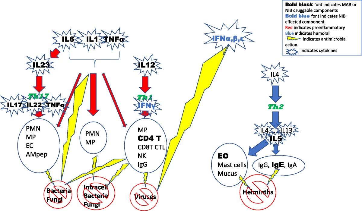 Ablative Treatment of Inflammatory and Other Diseases With Monoclonal Antibodies (Mabs) or Janus Kinases (Nibs) Increases Risk for Infection