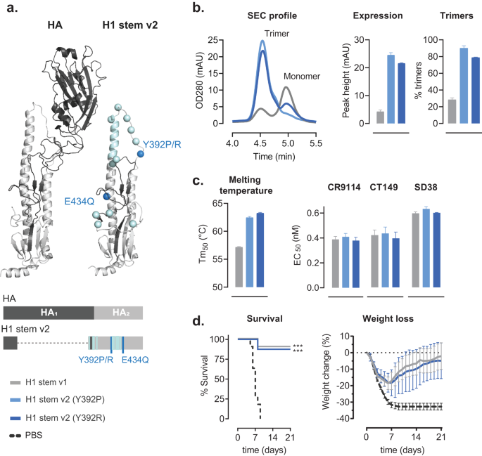 Enhancing breadth and durability of humoral immune responses in non-human primates with an adjuvanted group 1 influenza hemagglutinin stem antigen