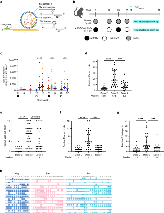 Immunogenic arenavirus vector SIV vaccine reduces setpoint viral load in SIV-challenged rhesus monkeys
