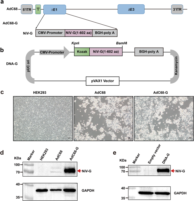 Both chimpanzee adenovirus-vectored and DNA vaccines induced long-term immunity against Nipah virus infection
