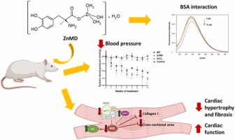 Improvement of the cardiovascular effect of methyldopa by complexation with Zn(II): Synthesis, characterization and mechanism of action