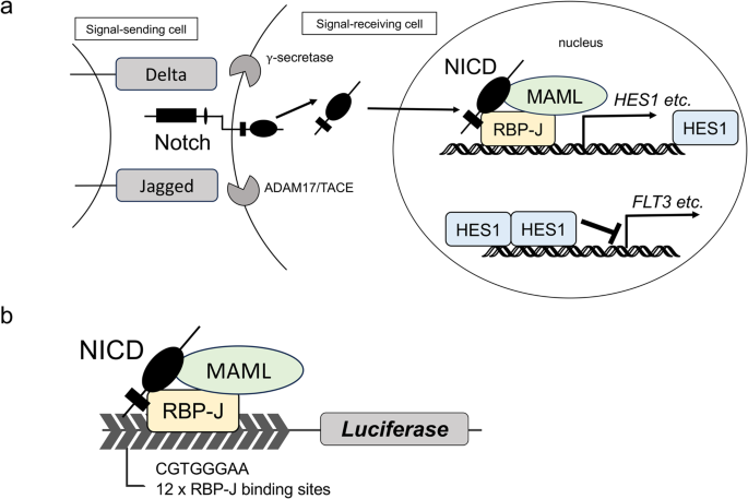 Notch activator cyclopiazonic acid induces apoptosis in HL-60 cells through calcineurin activation