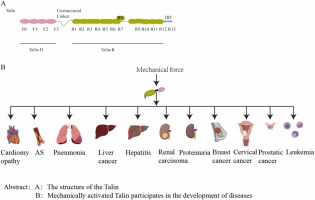 Talin mechanotransduction in disease