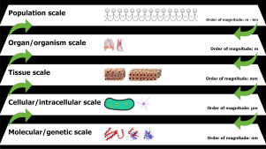 Mathematical methods for scaling from within-host to population-scale in infectious disease systems