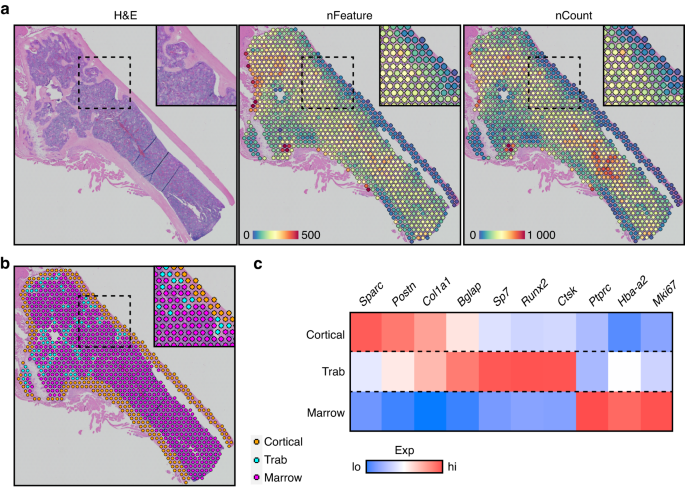 Spatial transcriptomic interrogation of the murine bone marrow signaling landscape