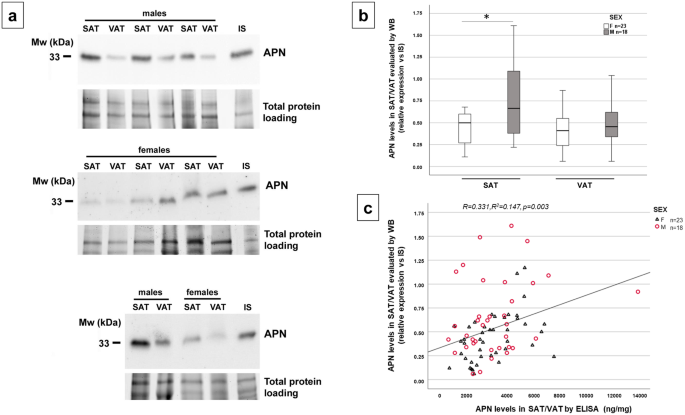 Visceral adipose tissue adiponectin predicts excess weight loss after bariatric surgery in females with severe obesity