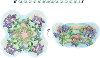 Solution Structure of Poly(UG) RNA