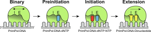 Coordination of Primer Initiation Within the Catalytic Domain of Human PrimPol