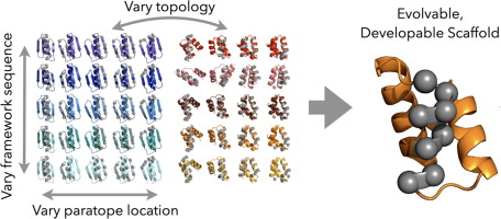Determinants of Developability and Evolvability of Synthetic Miniproteins as Ligand Scaffolds