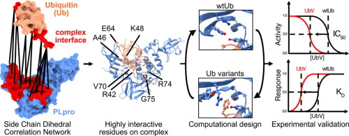 What Strengthens Protein-Protein Interactions: Analysis and Applications of Residue Correlation Networks
