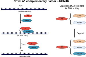 Identification of RBM46 as A Novel APOBEC1 Cofactor for C-to-U RNA-Editing Activity