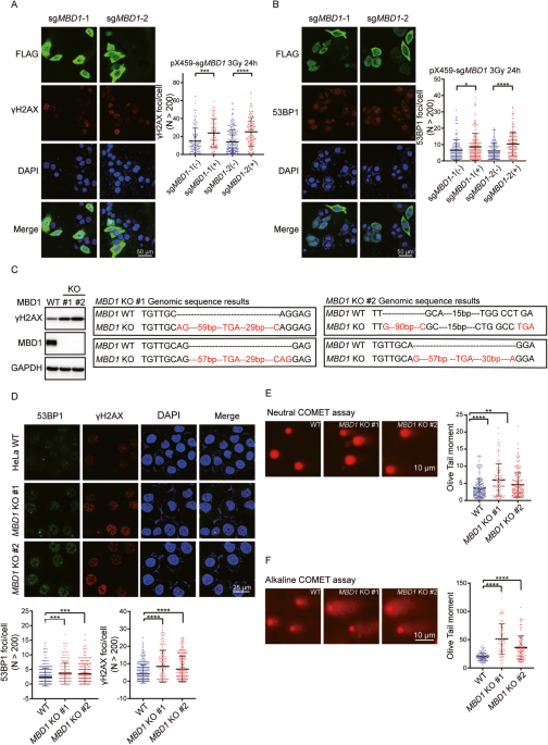 MBD1 protects replication fork stability by recruiting PARP1 and controlling transcription-replication conflicts