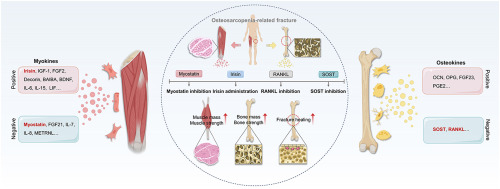Muscle-bone crosstalk via endocrine signals and potential targets for osteosarcopenia-related fracture