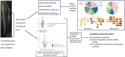 Protein biomarkers for root length and root dry mass on chromosomes 4A and 7A in wheat