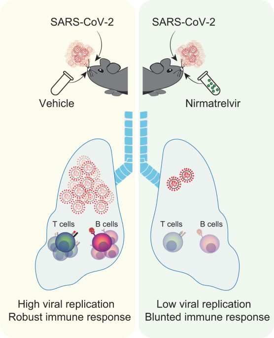 The interplay of drug therapeutics and immune responses to SARS-CoV-2