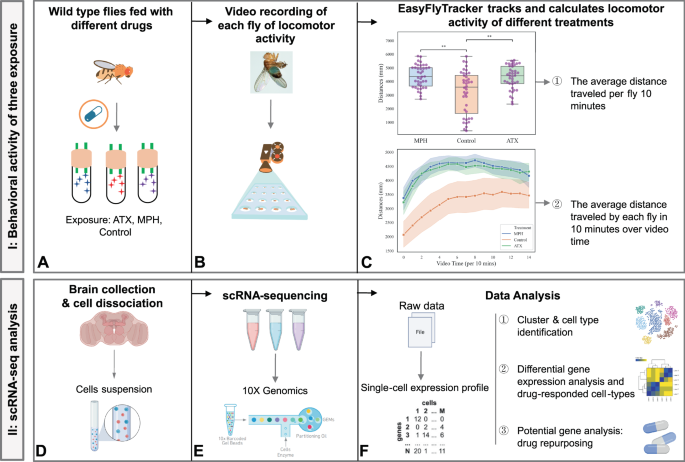 The effects of methylphenidate and atomoxetine on Drosophila brain at single-cell resolution and potential drug repurposing for ADHD treatment
