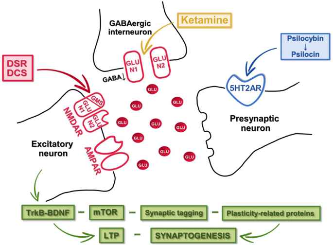 Synergistic psychedelic - NMDAR modulator treatment for neuropsychiatric disorders