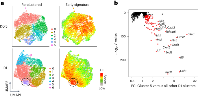 A distinct subtype of stromal cell orchestrates the inflammatory response to tissue injury