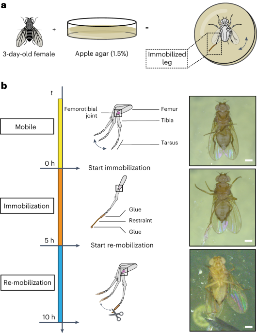 Experimental modulation of physiological force application on leg joint neurons in intact Drosophila melanogaster