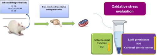 Ameliorative effect of diazepam against ethanol-induced mitochondrial disruption in brains of the mice