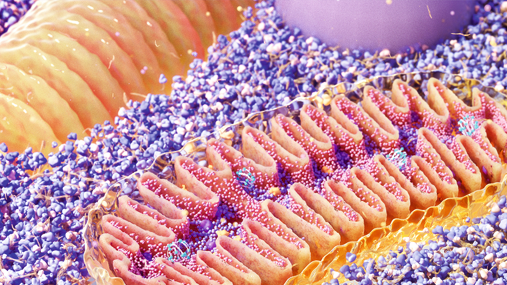 How a common NAFLD genetic risk variant affects human metabolism