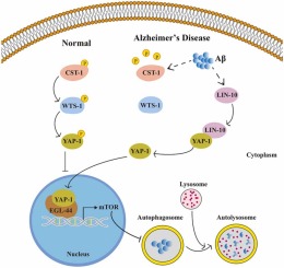Role and molecular regulatory mechanisms of Hippo signaling pathway in Caenorhabditis elegans and mammalian cell models of Alzheimer’s disease