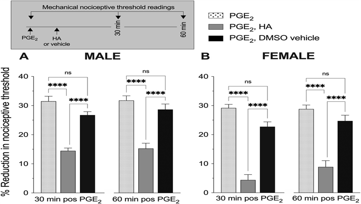 Topical coapplication of hyaluronan with transdermal drug delivery enhancers attenuates inflammatory and neuropathic pain