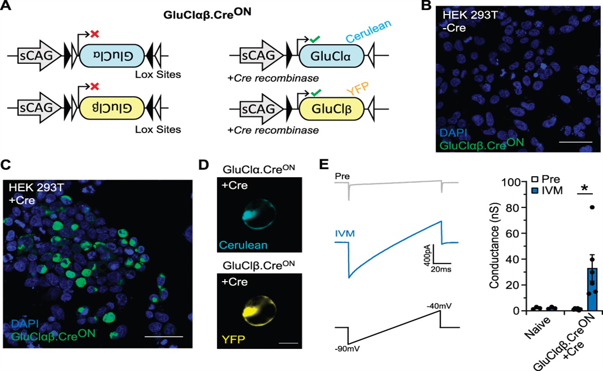 GluCl.CreON enables selective inhibition of molecularly defined pain circuits