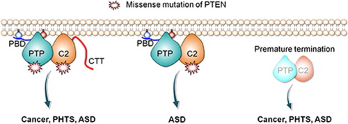 Cancer and Autism: How PTEN Mutations Degrade Function at the Membrane and Isoform Expression in the Human Brain