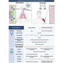 Antibody and B-cell Immune Responses Against Bordetella Pertussis Following Infection and Immunization