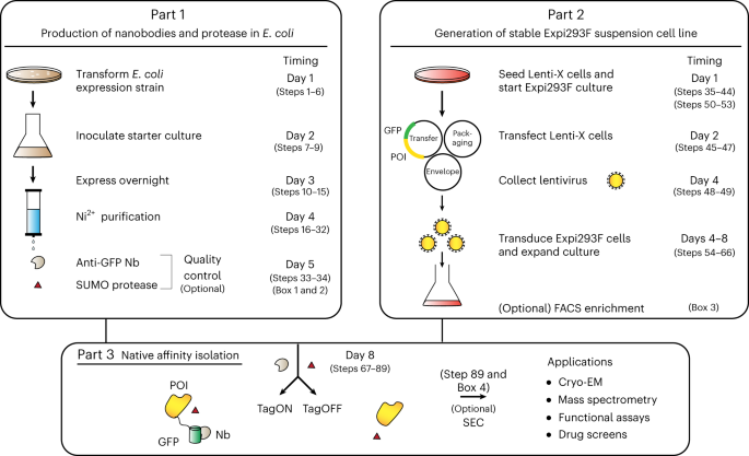 A nanobody-based strategy for rapid and scalable purification of human protein complexes