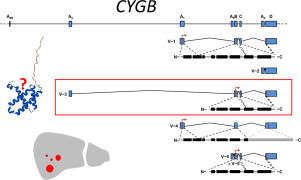 Molecular analysis of the human cytoglobin mRNA isoforms