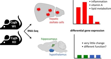 Transcriptomics of a cytoglobin knockout mouse: Insights from hepatic stellate cells and brain