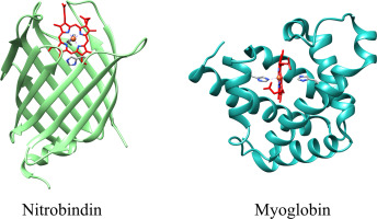 Nitrobindin versus myoglobin: A comparative structural and functional study