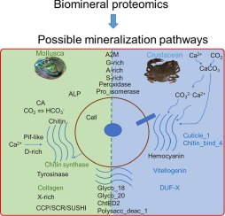 Exoskeleton protein repertoires in decapod crustaceans revealed distinct biomineralization evolution with molluscs