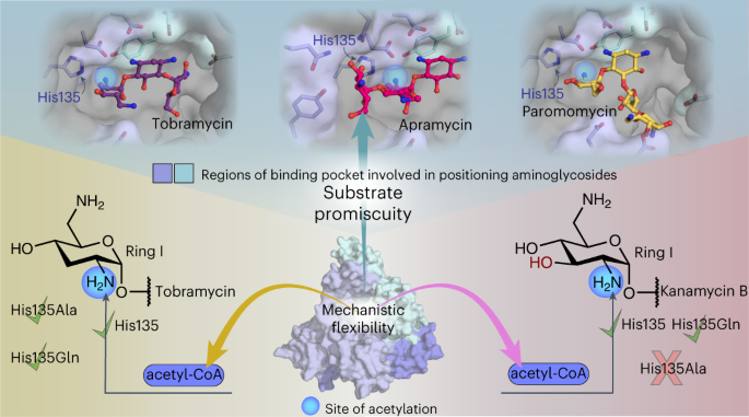 Mechanistic plasticity in ApmA enables aminoglycoside promiscuity for resistance