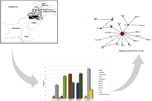 Genetic diversity and haplotypes of Echinococcus granulosus isolated from cattle and buffaloes and first report of E. ortleppi (G5) in buffaloes in Pakistan based on mitochondrial cytochrome c oxidase subunit-1 gene (mt-CO1) markers