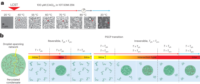Phase-separation behaviour of RNAs