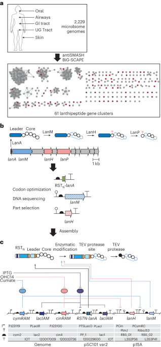 Systematic mining of the human microbiome identifies antimicrobial peptides with diverse activity spectra
